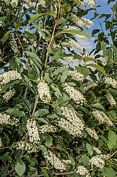 ������� ���������� (Prunus virginiana) �����������