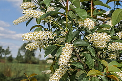 ������� ���������� (Prunus virginiana) �����������