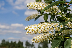 ������� ���������� (Prunus virginiana) �����������