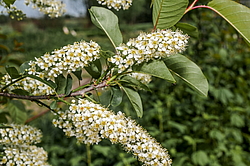 ������� ���������� (Prunus virginiana) �����������