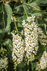 ������� ���������� (Prunus virginiana) �����������