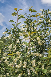 ������� ���������� (Prunus virginiana) �����������
