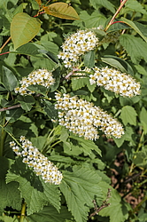 ������� ���������� (Prunus virginiana) �����������