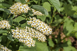 ������� ���������� (Prunus virginiana) �����������