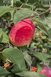 ������ �������� (Malus domestica) �����������