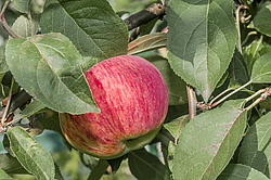 ������ �������� (Malus domestica) �����������