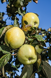 ������ �������� (Malus domestica) �����������
