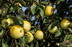 ������ �������� (Malus domestica) �����������