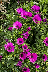 ������������ ������ (Osteospermum ecklonis) �����������