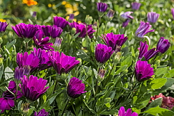 ������������ ������ (Osteospermum ecklonis) �����������