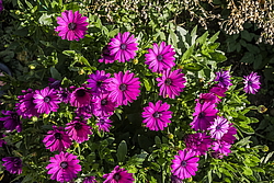 ������������ ������ (Osteospermum ecklonis) �����������
