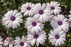 ������������ ������ (Osteospermum ecklonis) �����������