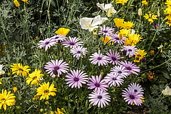 ������������ ������ (Osteospermum ecklonis) �����������