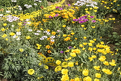 ������������ ������ (Osteospermum ecklonis) �����������
