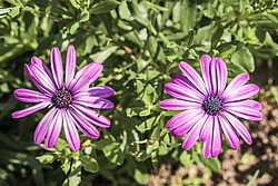 ������������ ������ (Osteospermum ecklonis) �����������