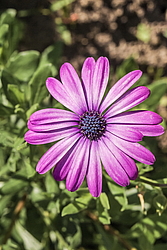 ������������ ������ (Osteospermum ecklonis) �����������