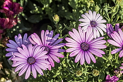 ������������ ������ (Osteospermum ecklonis) �����������