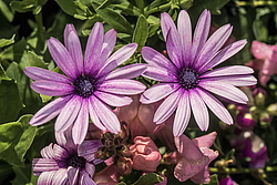 ������������ ������ (Osteospermum ecklonis) �����������
