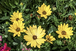������������ ������ (Osteospermum ecklonis) �����������