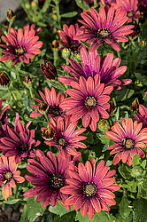 ������������ ������ (Osteospermum ecklonis) �����������