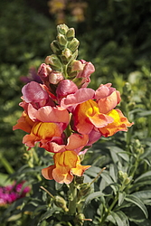 ������� ��� ������� (Antirrhinum majus) �����������