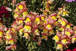 ������� ��� ������� (Antirrhinum majus) �����������