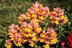 ������� ��� ������� (Antirrhinum majus) �����������