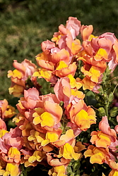 ������� ��� ������� (Antirrhinum majus) �����������