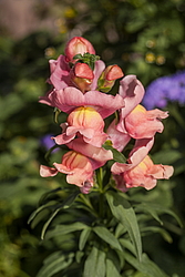 ������� ��� ������� (Antirrhinum majus) �����������