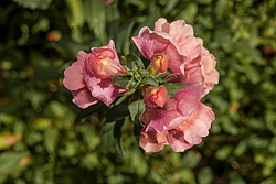������� ��� ������� (Antirrhinum majus) �����������