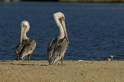 ����� ������� (Pelecanus occidentalis)