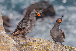 ������� ������ (Aethia cristatella) ������ ������� �������, ������