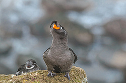 ������� ������ (Aethia cristatella) ������ ������� �������, ������