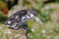 ������-������ (Aethia pusilla) ������ ������� �������, ������