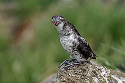 ������-������ (Aethia pusilla) ������ ������� �������, ������