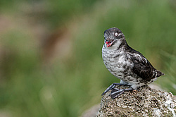 ������-������ (Aethia pusilla) ������ ������� �������, ������