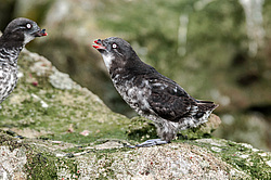 ������-������ (Aethia pusilla) ������ ������� �������, ������