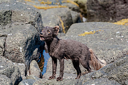 ����� (Alopex lagopus) ������ ������� �������, ������