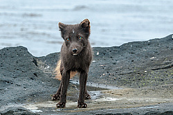 ����� (Alopex lagopus) ������ ������� �������, ������