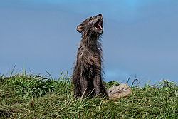����� (Alopex lagopus) ������ ������� �������, ������
