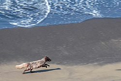 ����� (Alopex lagopus) ������ ������� �������, ������