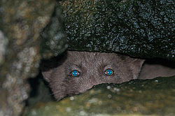 ����� (Alopex lagopus) ������ ������� �������, ������