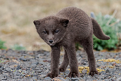 ����� (Alopex lagopus) ������ ������� �������, ������