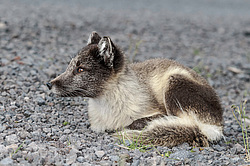 ����� (Alopex lagopus) ������ ������� �������, ������