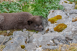����� (Alopex lagopus) ������ ������� �������, ������
