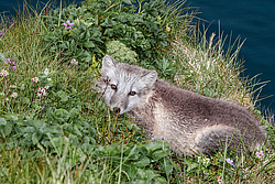 ����� (Alopex lagopus) ������ ������� �������, ������