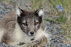 ����� (Alopex lagopus) ������ ������� �������, ������