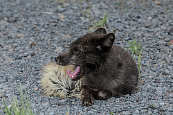����� (Alopex lagopus) ������ ������� �������, ������