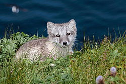 ����� (Alopex lagopus) ������ ������� �������, ������