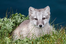 ����� (Alopex lagopus) ������ ������� �������, ������